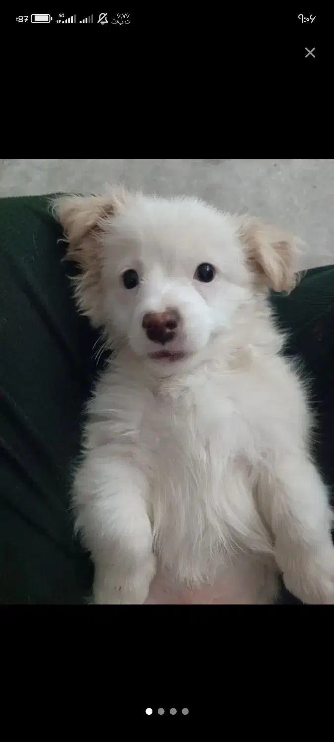 سگ نژاد مالتیپو|سگ|قم, حنیف نژاد|دیوار