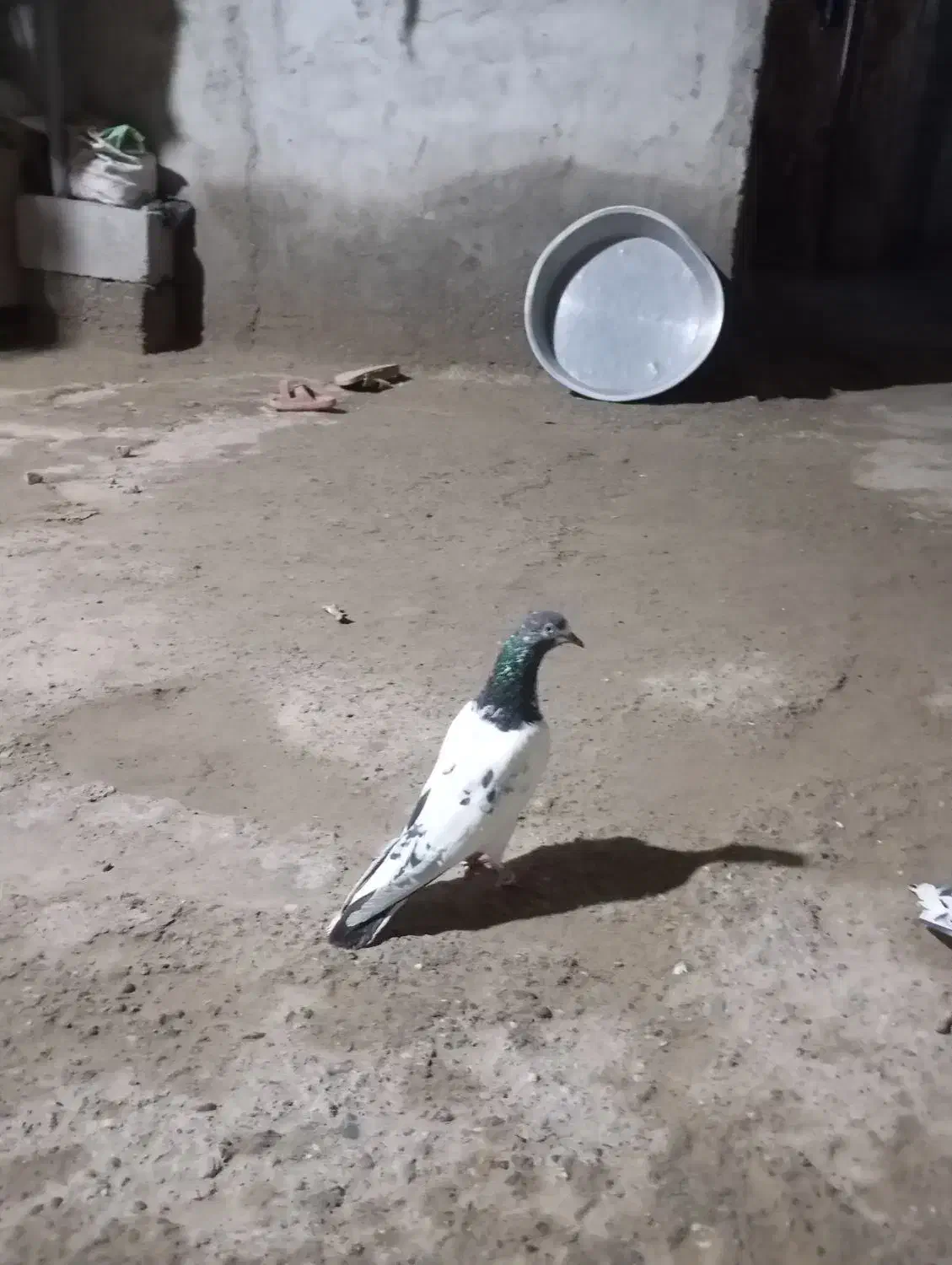 منوچهر|پرنده|میناب, |دیوار