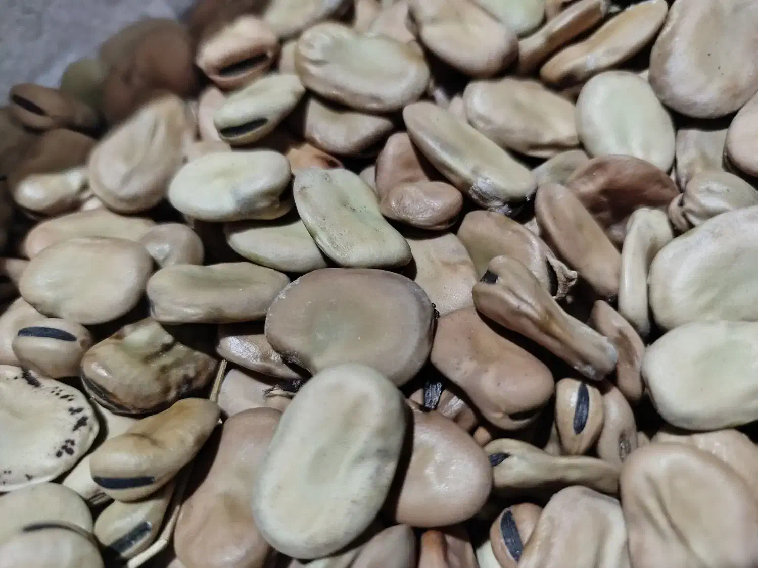 باقلی مازندرانی خشک محلی برای کاشت|خوردنی و آشامیدنی|رشت, هلال احمر|دیوار