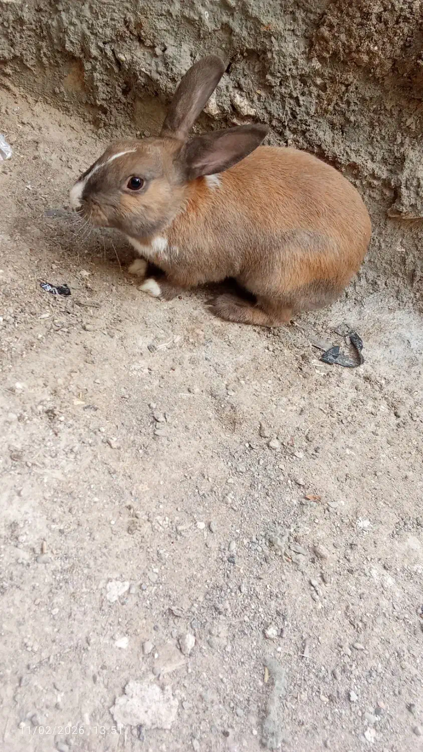 خرگوش|موش و خرگوش|بیرجند, |دیوار