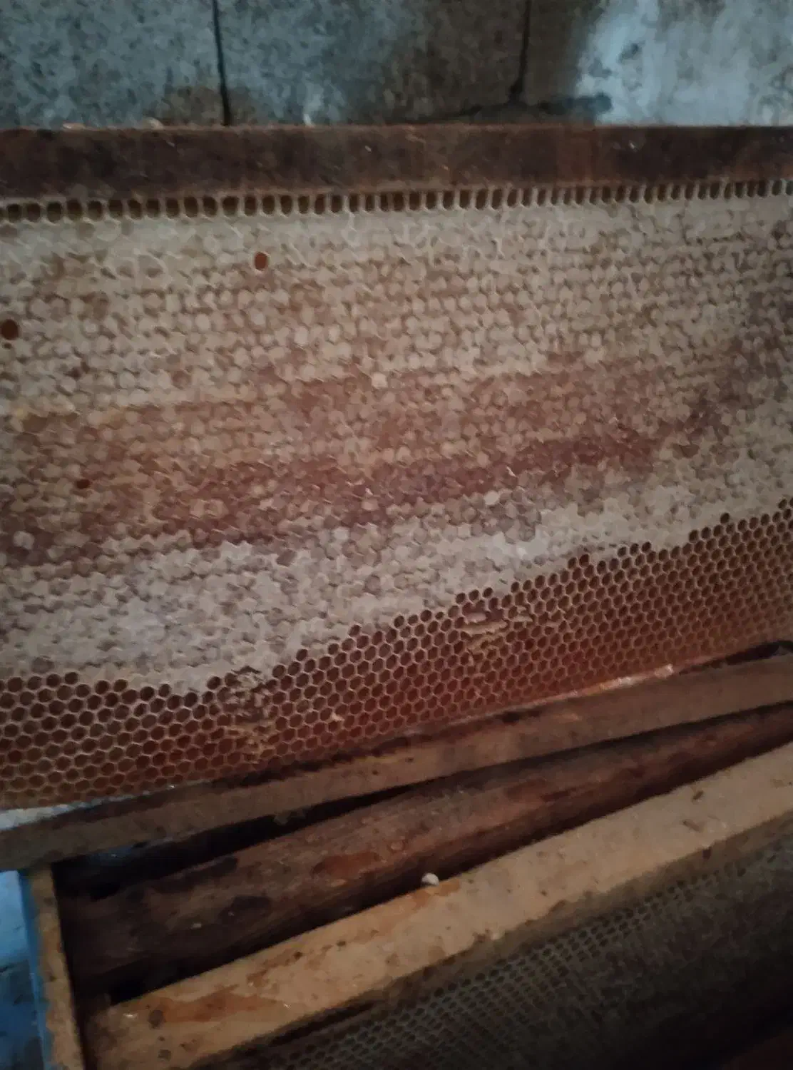 عسل نیمه تغذیه|خوردنی و آشامیدنی|سارال, |دیوار