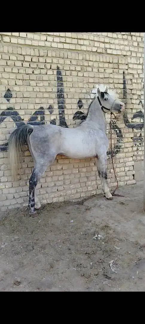 اسب ۷ساله|اسب و تجهیزات اسب‌سواری|رشت, پل تالشان|دیوار