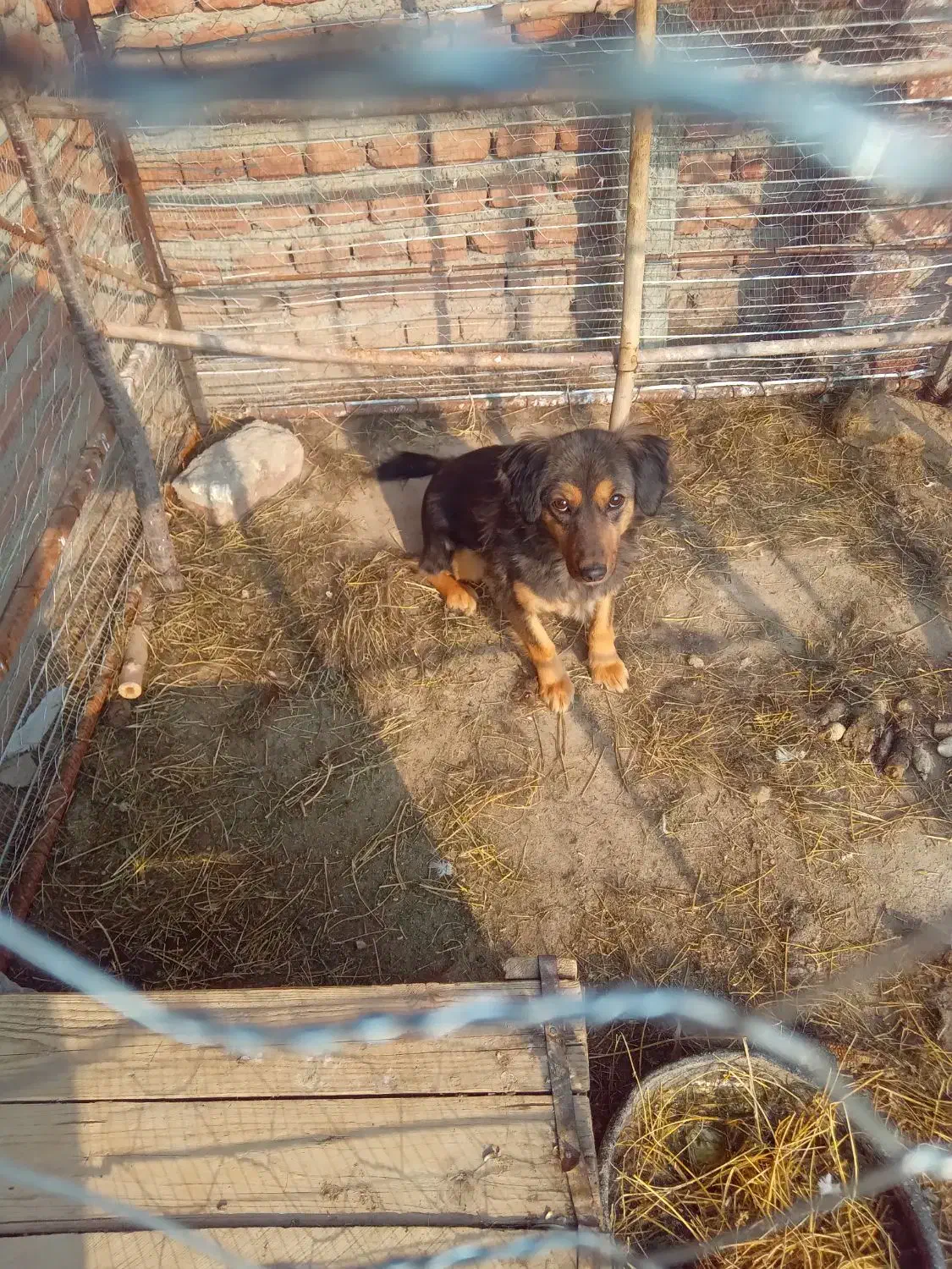 سگ پاکوتاه|سگ|مراغه, |دیوار