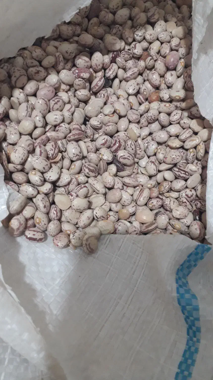 لوبیا چیتی|عمدهفروشی|یاسوج, |دیوار