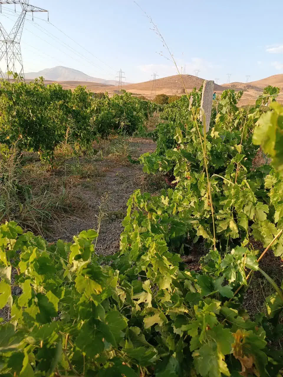 فروش باغ تجره|فروش زمین و ملک کلنگی|خرم‌آباد, |دیوار