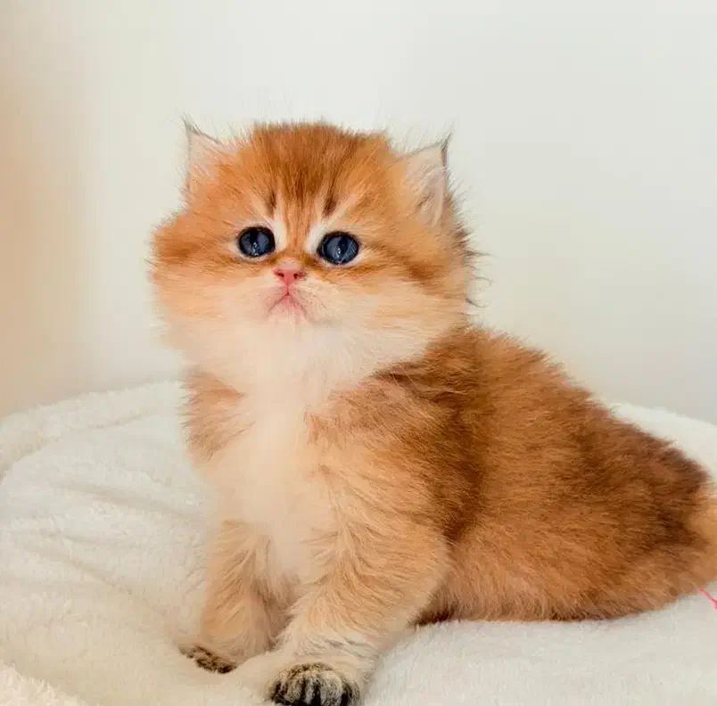 مجموعه میوهاپ/ خرید گربه برتیبش و اسکاتیش و پرشین|گربه|مشهد, سجاد شهر|دیوار