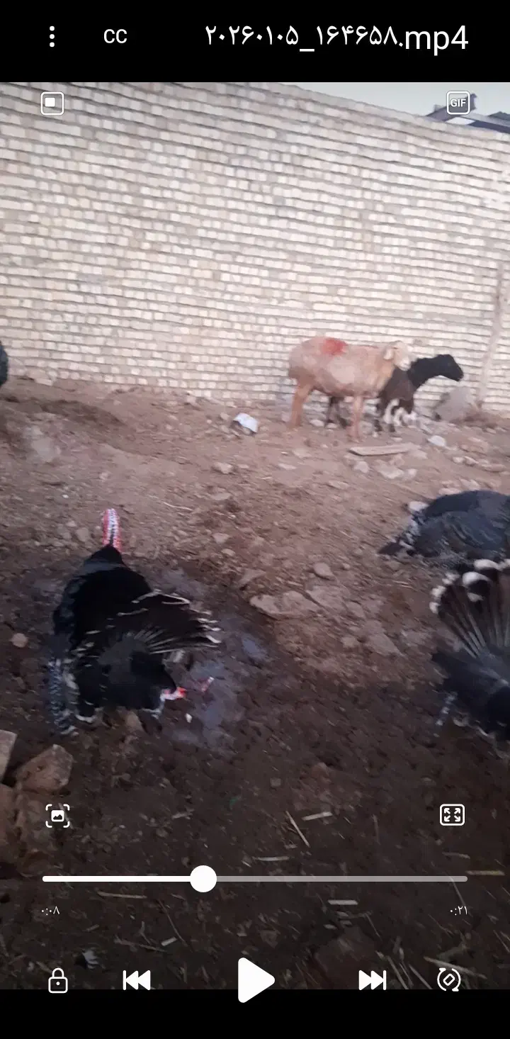 بوقلمون|حیوانات مزرعه|تربت جام, میان جام|دیوار