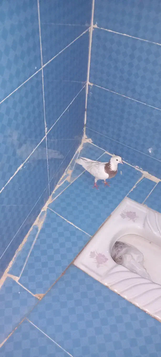 زوةاناا|پرنده|اهواز, شهرک اکباتان|دیوار