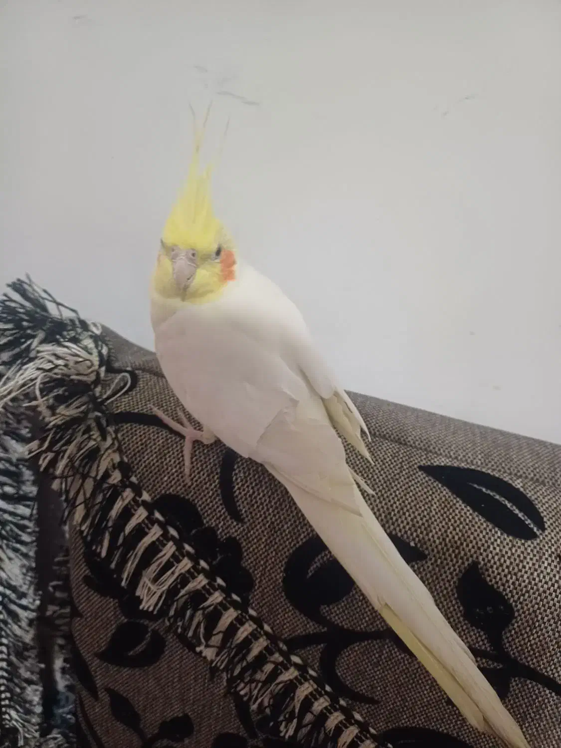 بسیار زیبا|پرنده|سیرجان, |دیوار