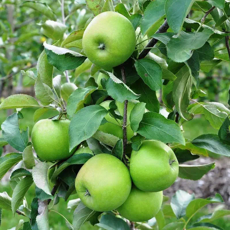 نهالستان انواع نهال اقتصادی و پربار شناسنامهدار|خدمات باغبانی و درختکاری|یاسوج, |دیوار