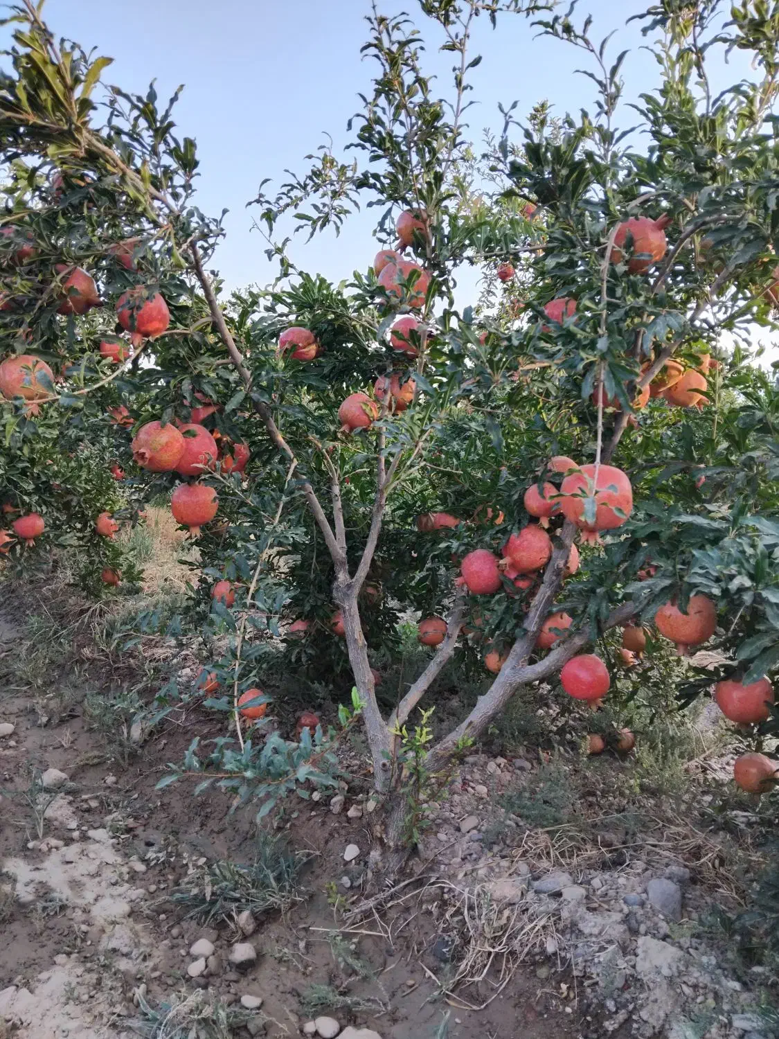 اجاره باغ انار آب دار  در روستای قردین|اجارهٔ کوتاه‌مدت ویلا و باغ|ساوه, |دیوار