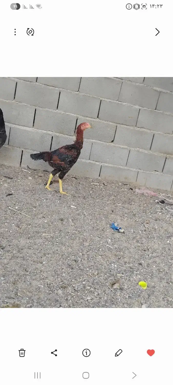 خروس لاری|حیوانات مزرعه|مهریز, |دیوار