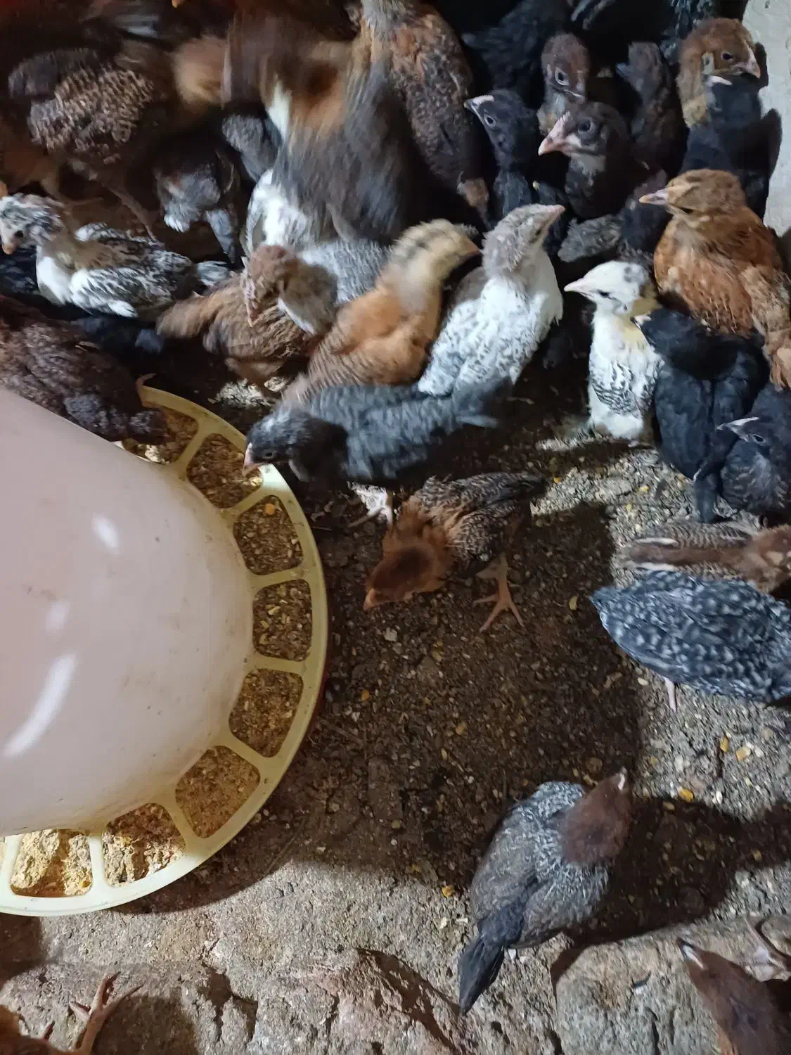 جوجه مرغ خروس بلدرچین|حیوانات مزرعه|کرج, اخترآباد|دیوار