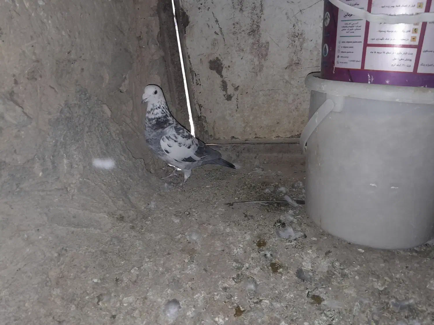 کفتر فروشی نر|پرنده|اسفراین, |دیوار