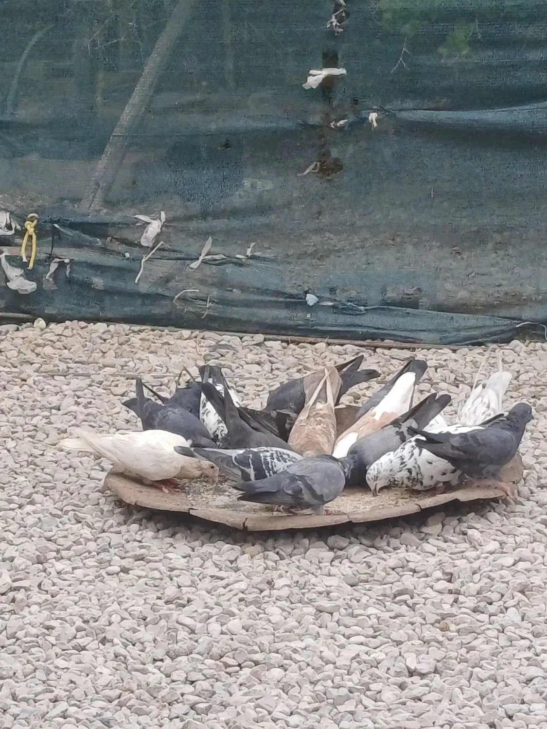 کبوتر همش روهم جفتی 300|پرنده|خورموج, |دیوار