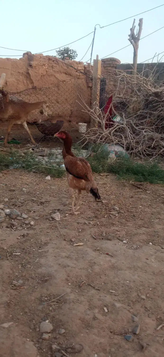 مرغ لاری|حیوانات مزرعه|پائین جام, |دیوار