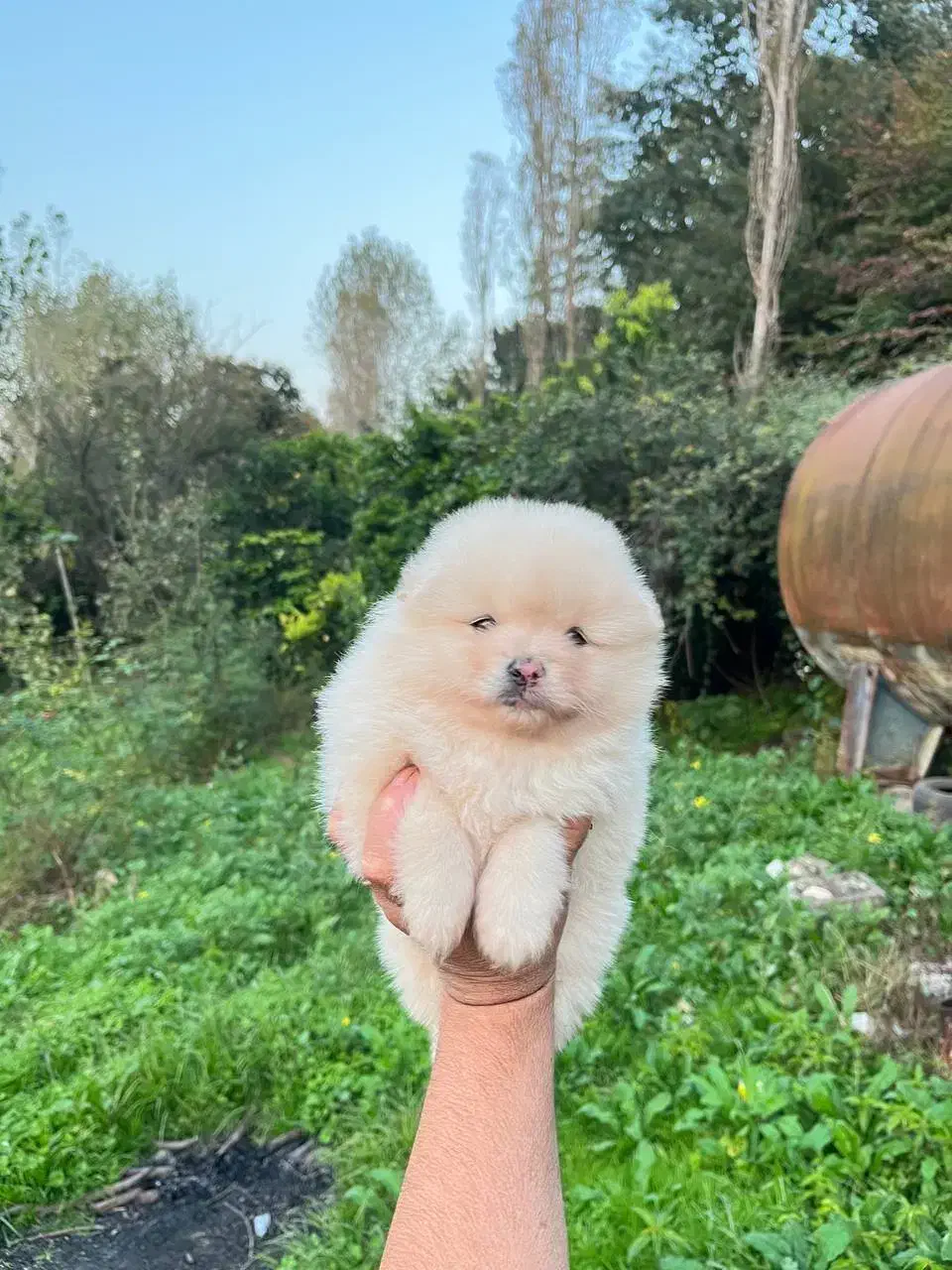 پامرین|سگ|قائم‌شهر, |دیوار