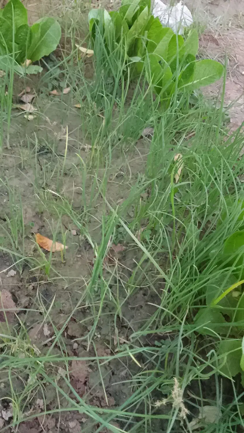 تخم (بوته )پیاز قرمز|گل و گیاه طبیعی|شوشتر, |دیوار