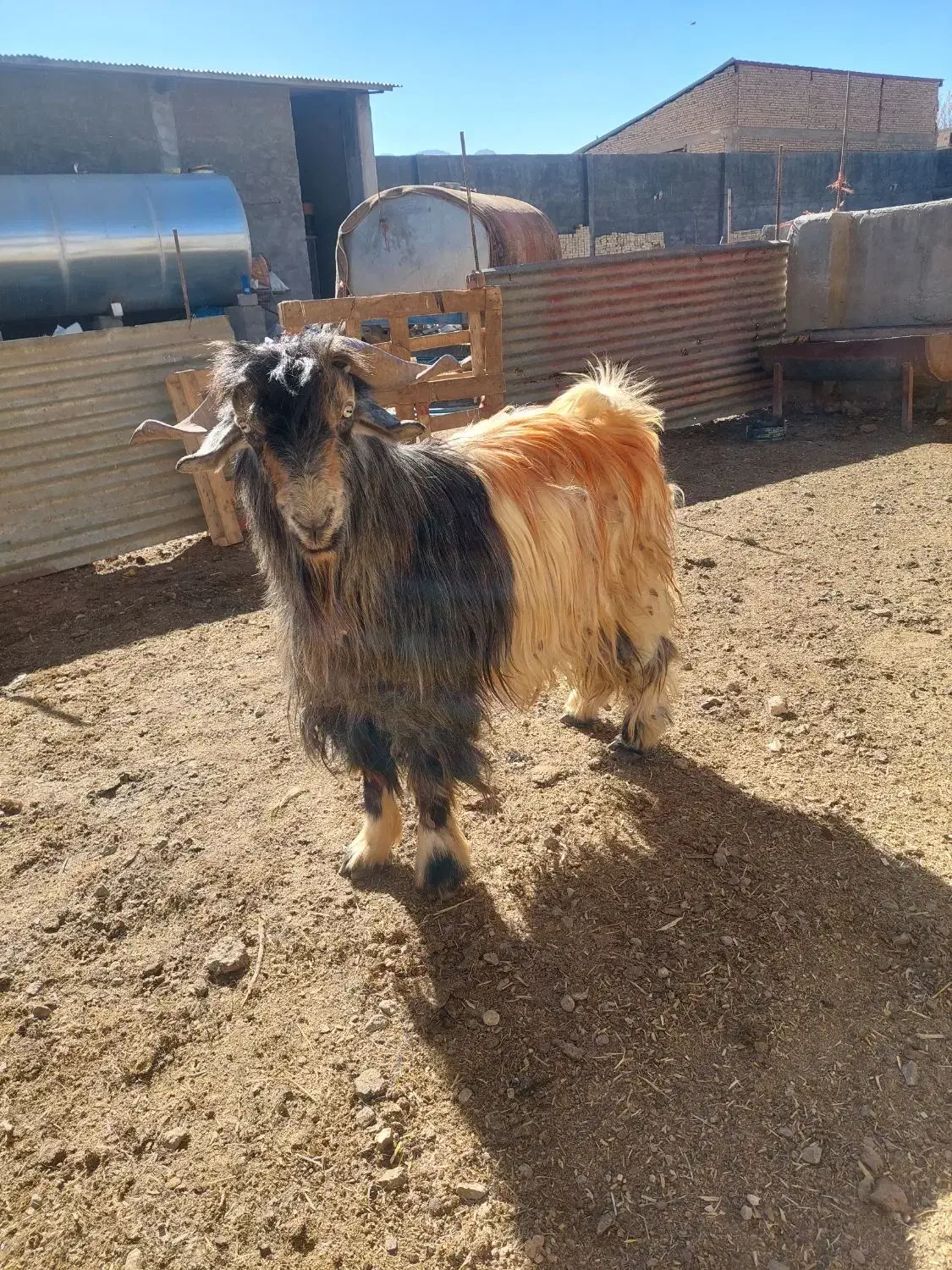 چپش نر|حیوانات مزرعه|شهرکرد, |دیوار