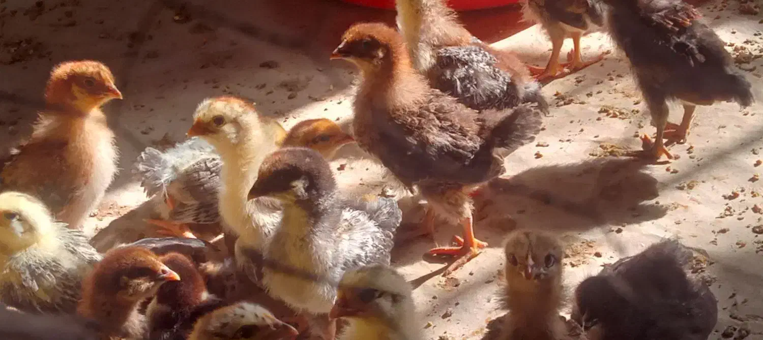 تولیدی جوجه گلپایگان قزوین|حیوانات مزرعه|قزوین, |دیوار