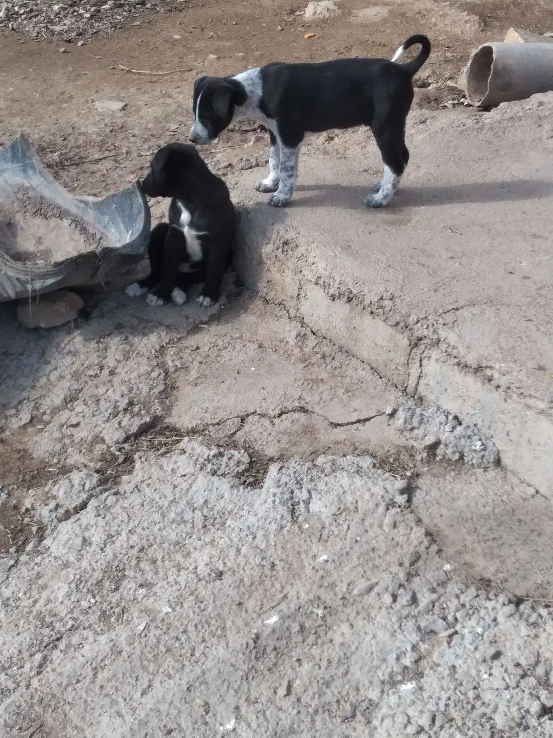 واگذار|سگ|خرمآباد, |دیوار