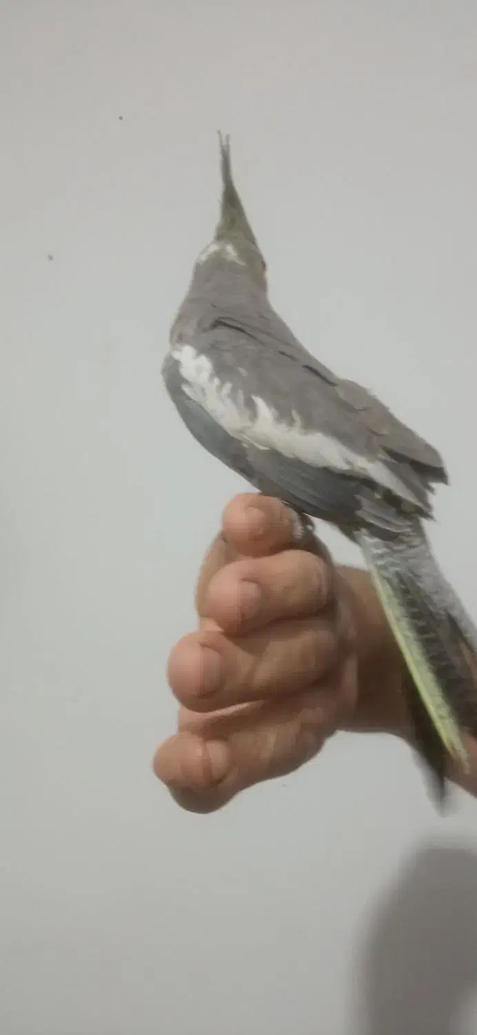 عروس هلندی نر|پرنده|مشهد, توس فردوسی|دیوار