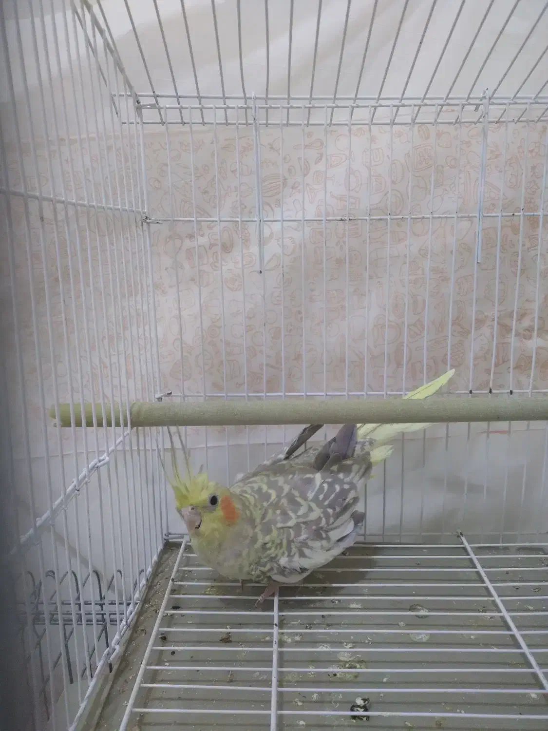 600 تومان|پرنده|شوشتر, |دیوار