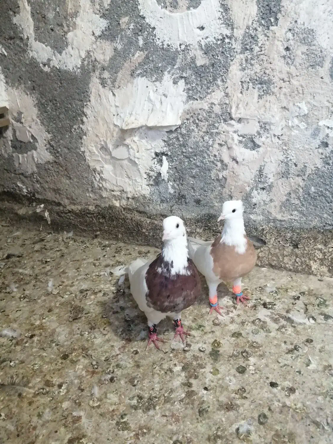 نرو ماده طوقی|پرنده|مشهد, شهید معقول|دیوار