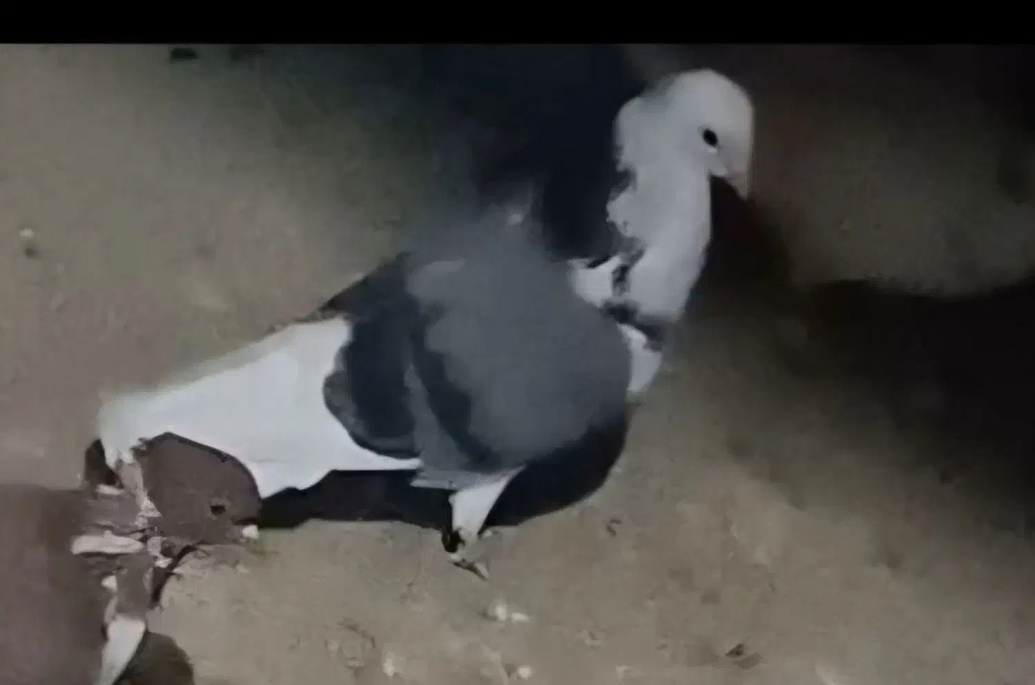 کبوتر باخت رفته|حیوانات|قیدار, |دیوار