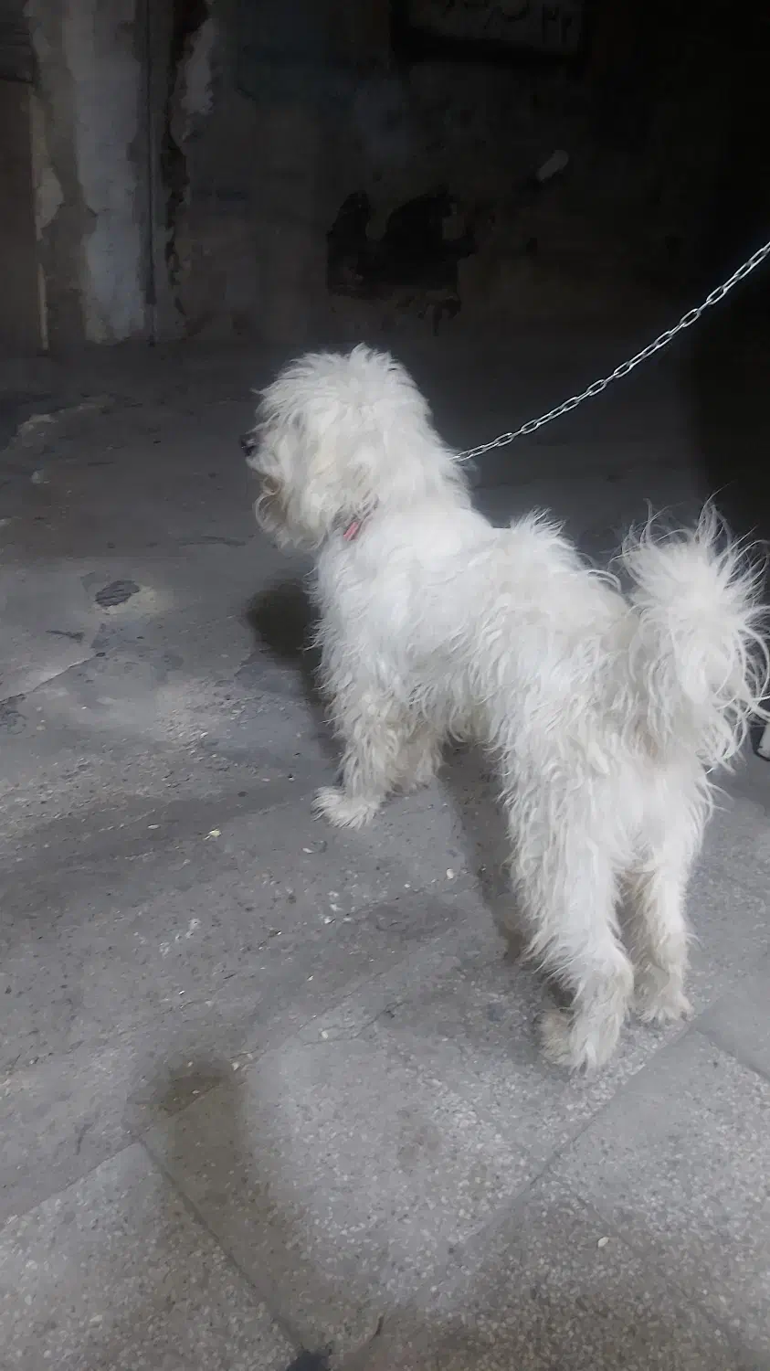 سگ پیدا شده|حیوانات|شیراز, حومه شیراز|دیوار