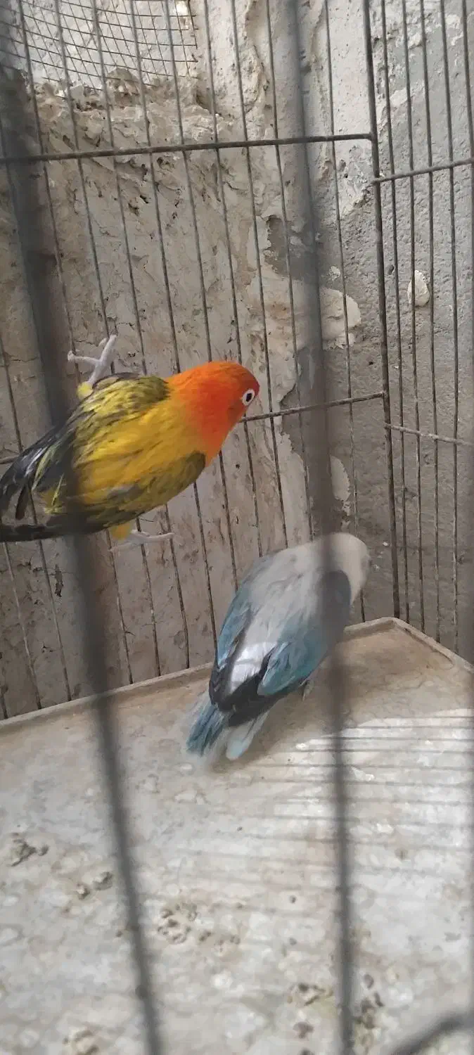 کتوله|پرنده|سراوان, |دیوار