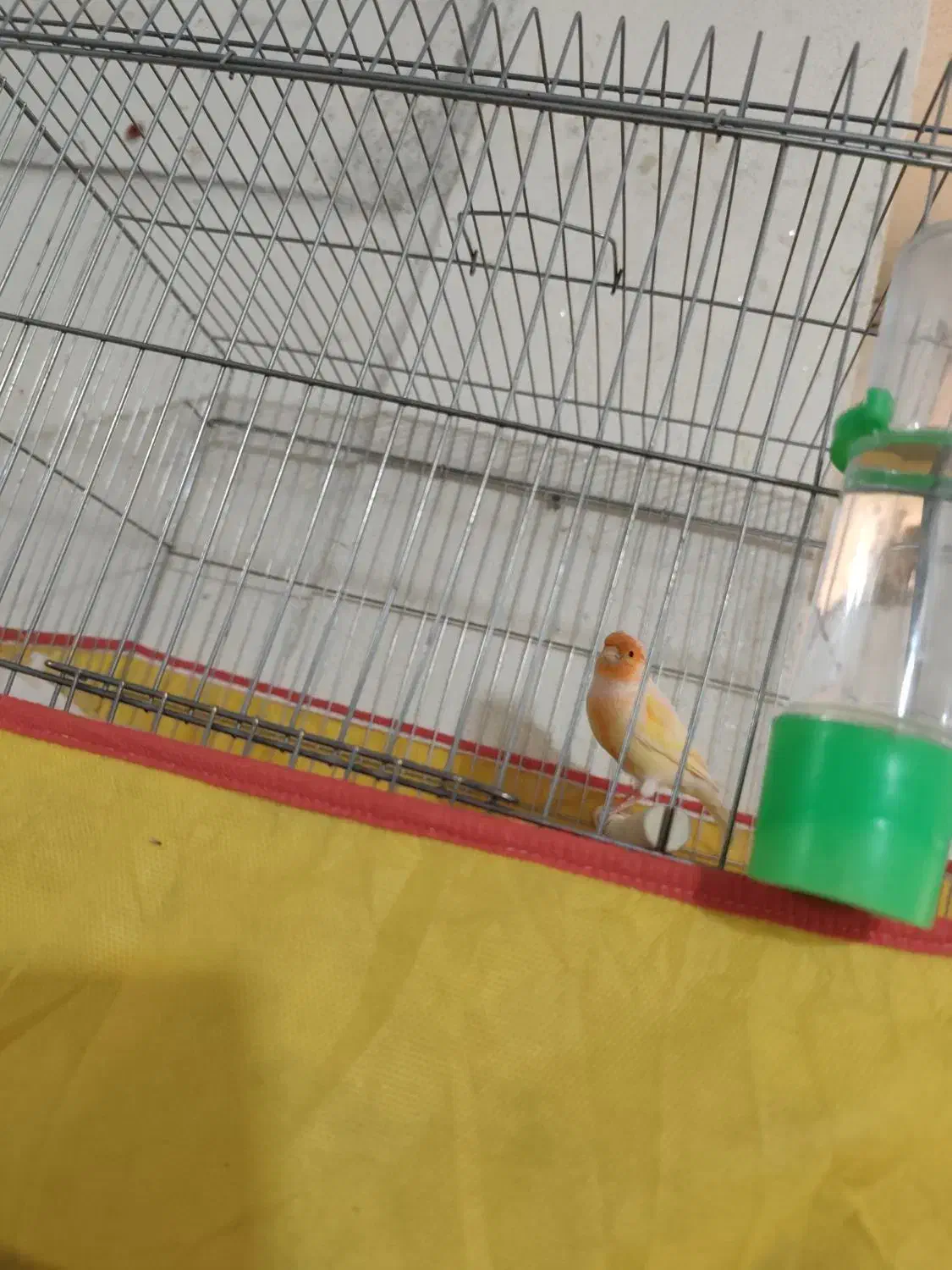 قناری شلاقی|پرنده|بندرعباس, |دیوار