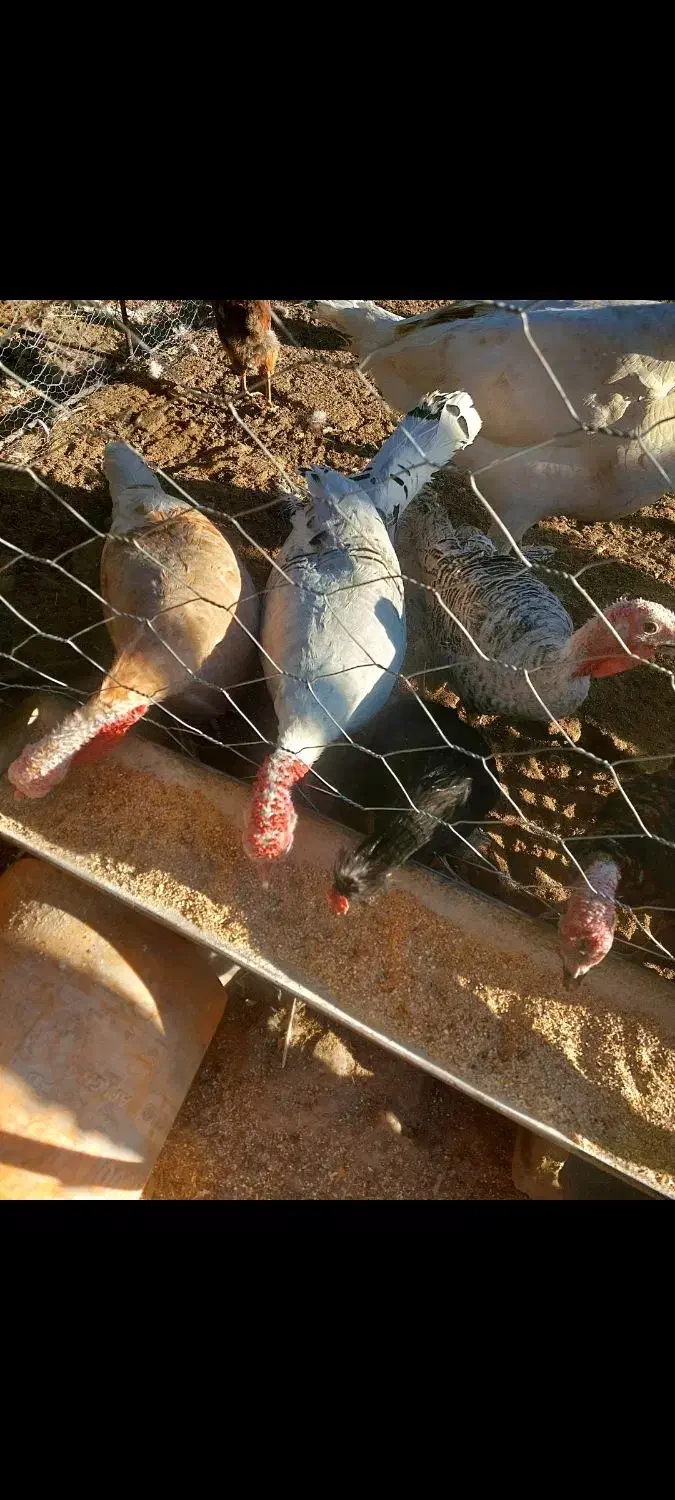 جوجه بوقلمون محلی|حیوانات مزرعه|شهر بابک, |دیوار