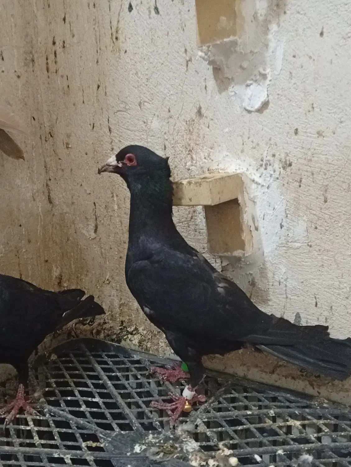 یک جفت کلاغ کلایی اصل سیستانی|پرنده|کرمان, |دیوار