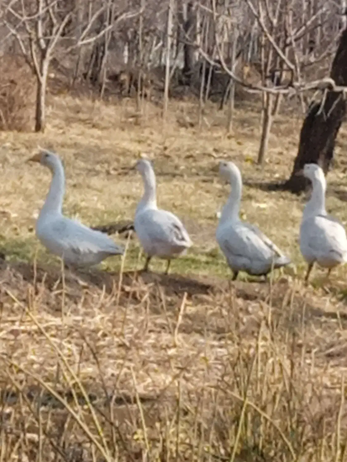 فروشی|حیوانات مزرعه|خوی, |دیوار