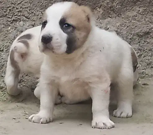 توله سگ الابای ترکمن|سگ|تهران, بوستان سرخه حصار|دیوار