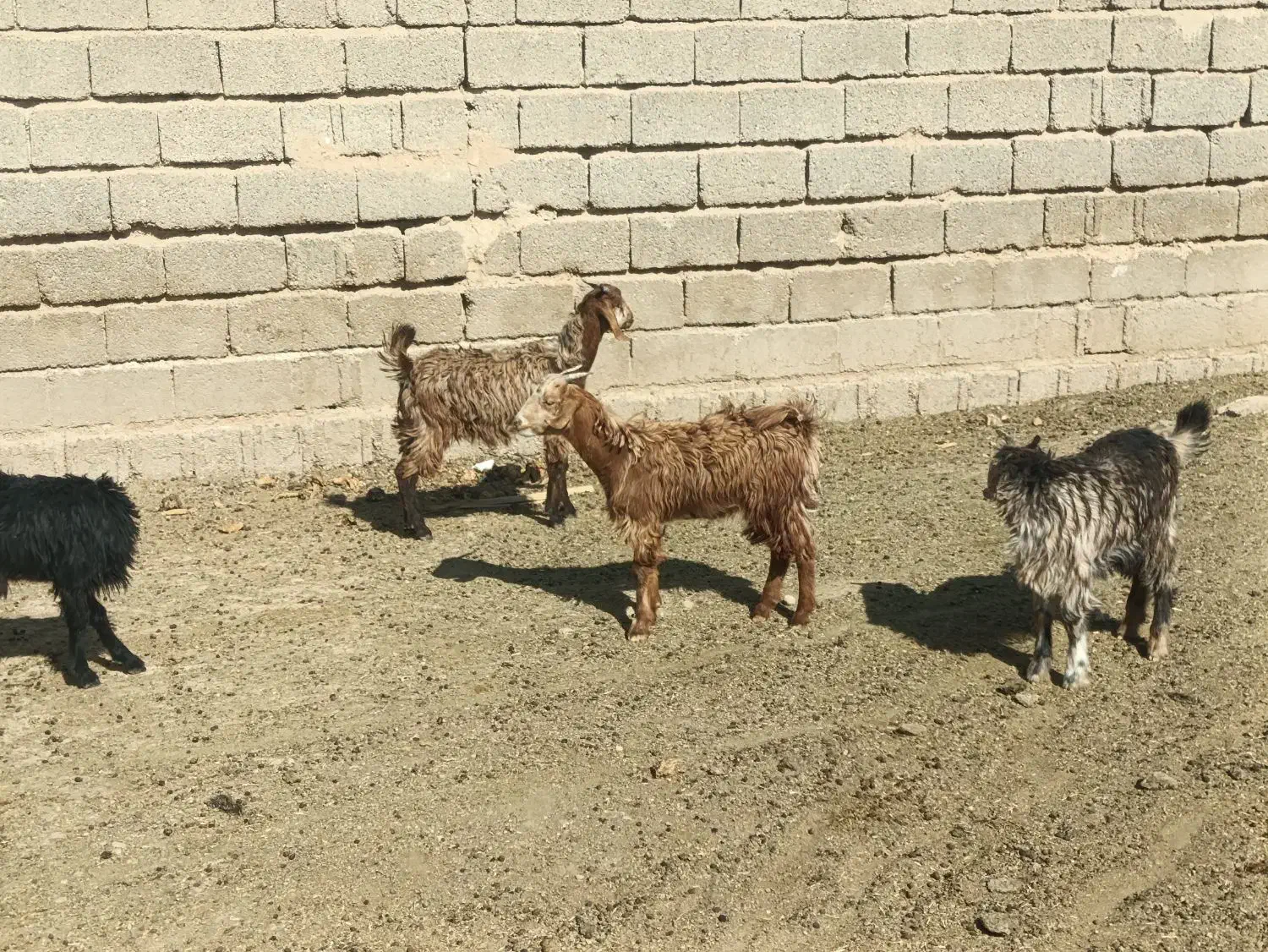 کهره ترکی|حیوانات مزرعه|شیراز, بید زرد|دیوار