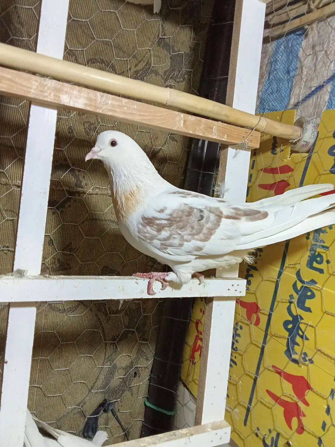 زوردار|پرنده|ایوان, |دیوار