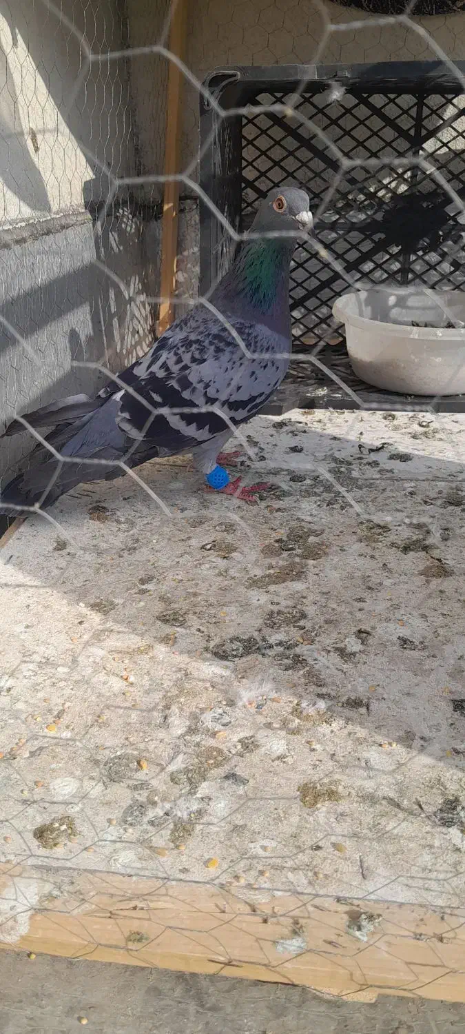 سبز المانی سرهال|پرنده|نگین شهر, |دیوار