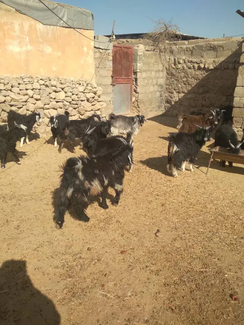 چپیش نر|حیوانات مزرعه|دره شهر, |دیوار