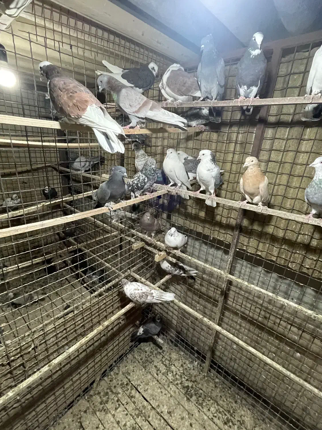 کفتر های پرشی|پرنده|خاوران, |دیوار