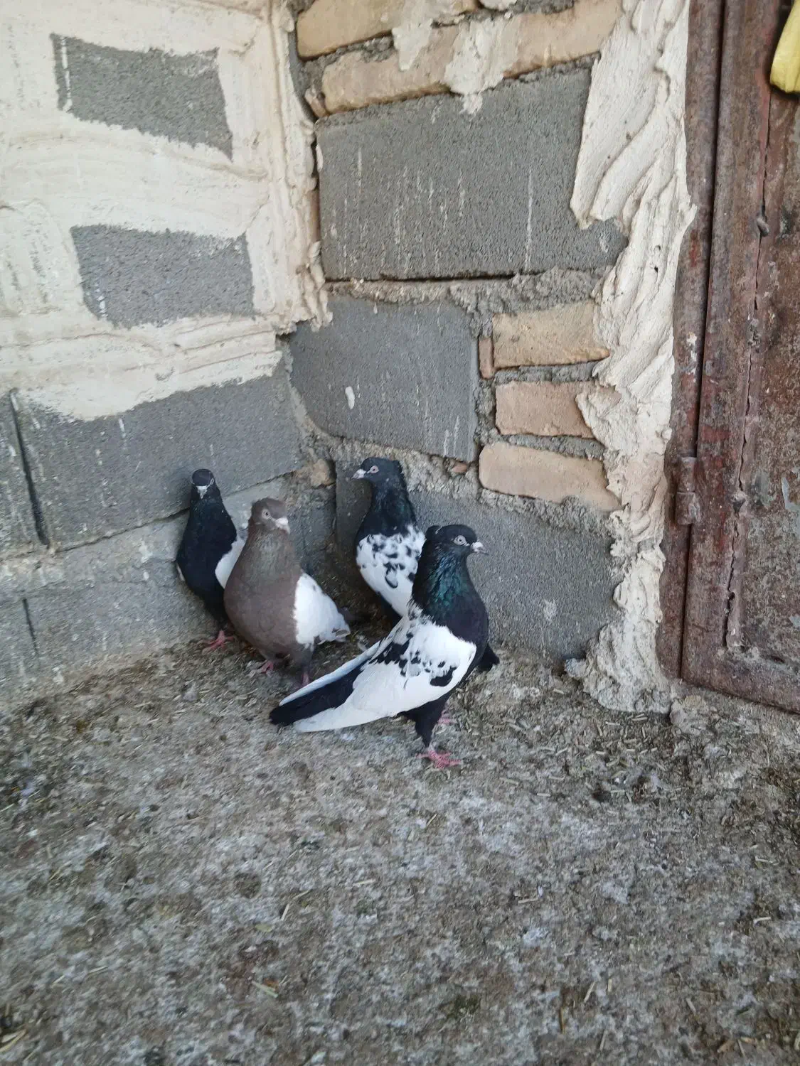 سینه سیاه پرشی|پرنده|بجنورد, |دیوار