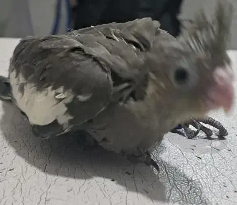 جوجه عروس هلندی وکوتوله برزیلی سرلاکی|پرنده|شیراز, شهرک رضوان|دیوار