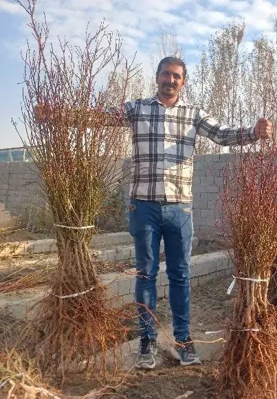 نهال بادام زنده‌مان بالا و تجاری|خدمات باغبانی و درختکاری|لردگان, |دیوار