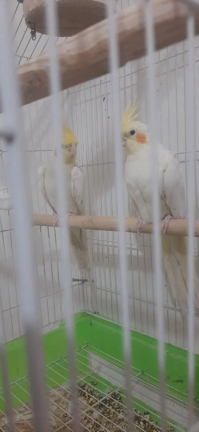 دوجفت عروس هلندی سالم وسلامت کاملاسرحال صحبت میکنن|پرنده|چناران, |دیوار