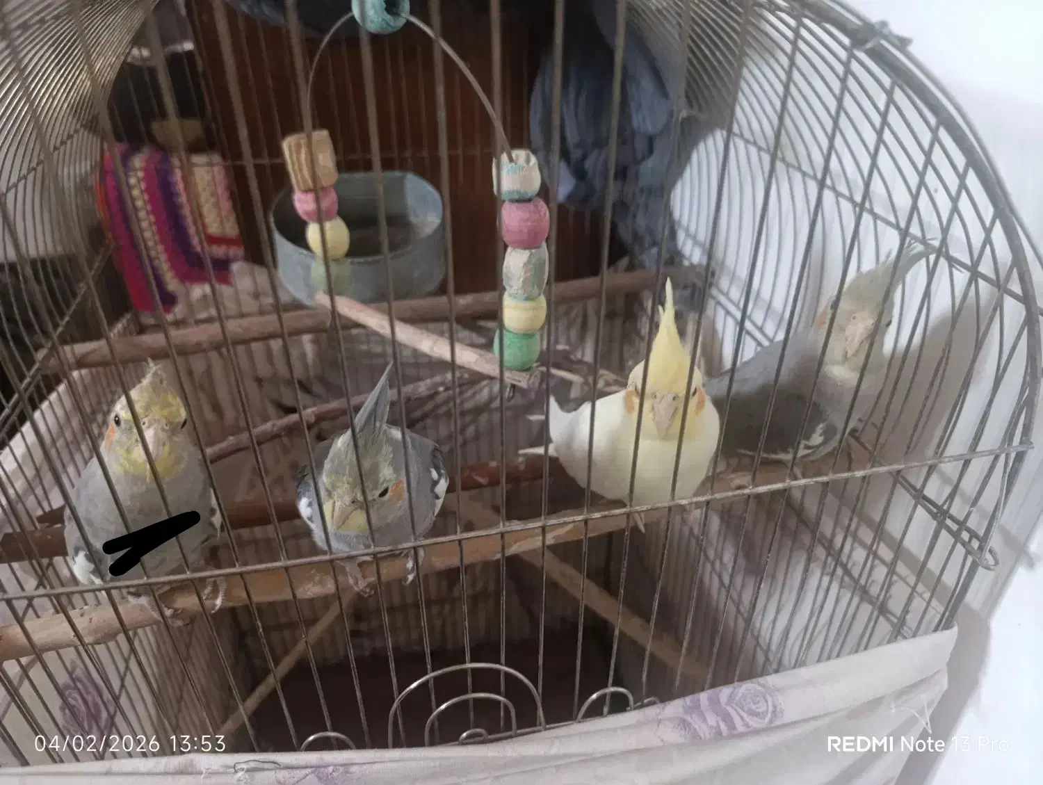 عروس|پرنده|قم, ولیعصر|دیوار