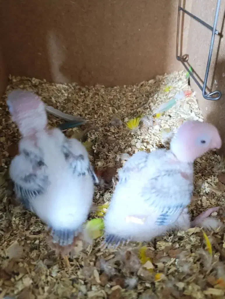 جوجه گرینچیک دبل رد|پرنده|خرمشهر, |دیوار