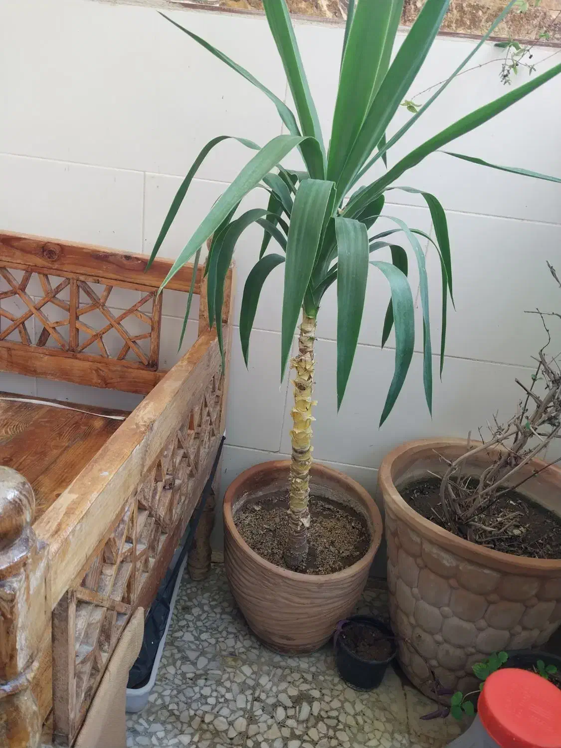 دیفن باخیا یوکا سانسوریا برگ انجیری کالانگو پتوس|گل و گیاه طبیعی|اسلامشهر, شهرک محمدیه|دیوار