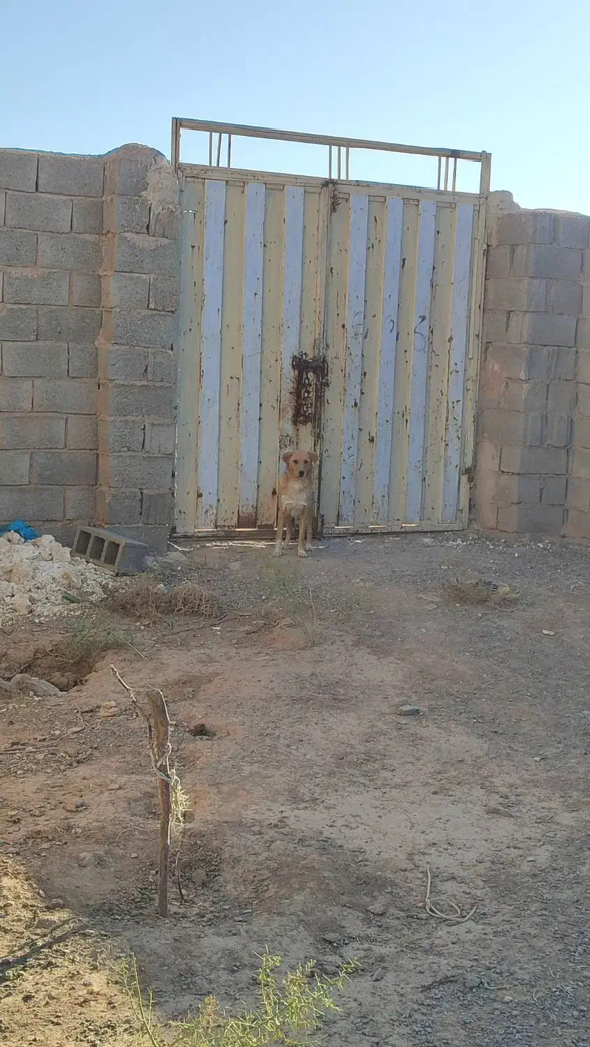 فروش گاوداری|فروش زمین و ملک کلنگی|بوژگان, |دیوار