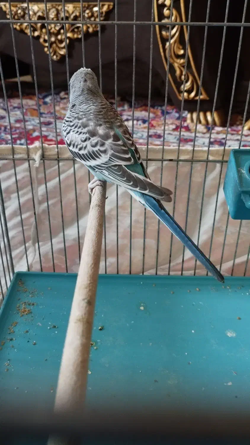 مرغ عشق نر و ماده|پرنده|تهران, هفده شهریور|دیوار